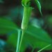 Jack-in-the-Pulpit
